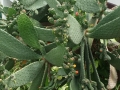 mara45